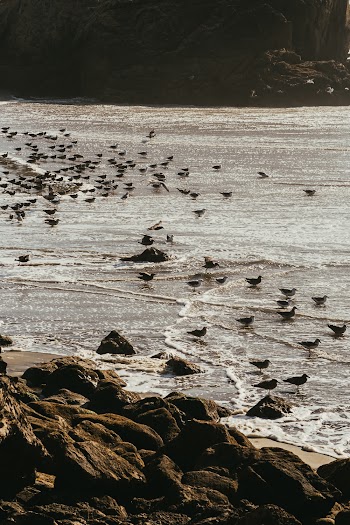 Flock of Birds By The Seashore