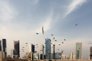 Flock of birds flying
