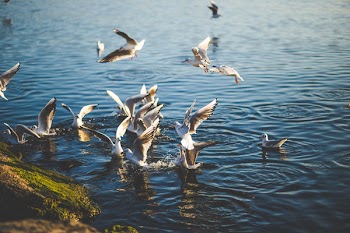 Flock of Birds Flying and Diving over Water during Daytime