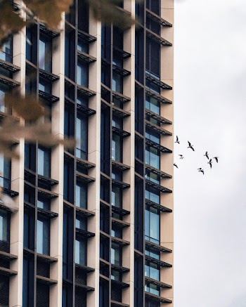 Flock of Birds Flying Besides Tall Building