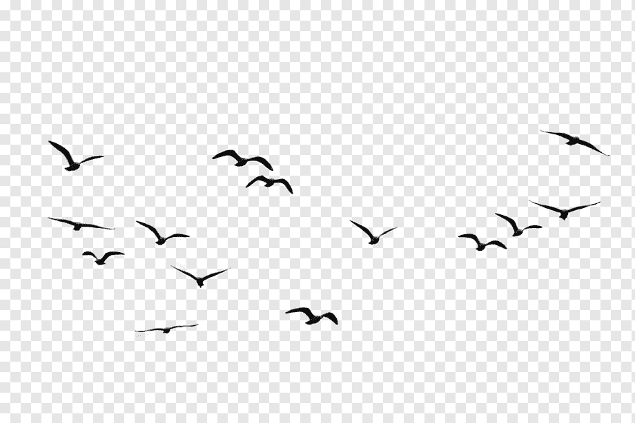 flock of birds flying, Bird Goose Flight, flock of birds, white, animals, text png
