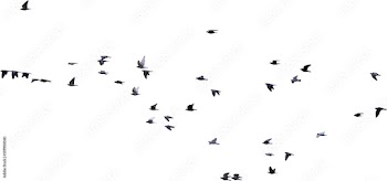 Flock of birds flying isolated