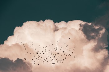 Flock Of Birds Flying Near White Clouds