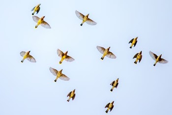 flock of birds flying on sky