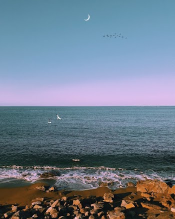 Flock of Birds Flying over the Large Body of Water