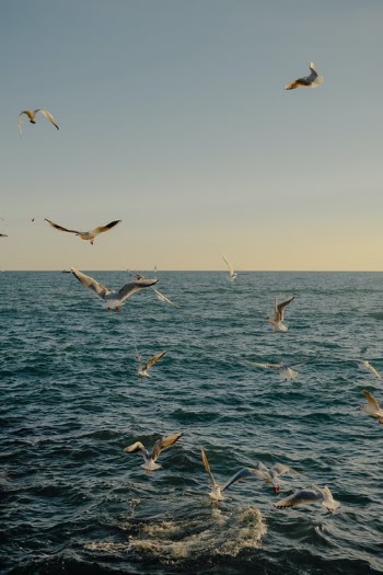 Flock of Birds Flying over the Sea · Free Stock Photo