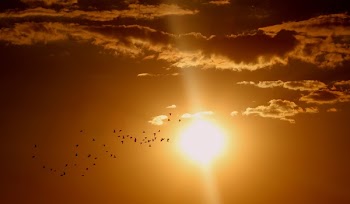Flock of Birds Flying Under Sun and Clouds