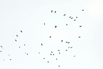 Flock of Birds in the Sky