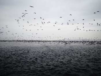 flock of birds lying above body of water