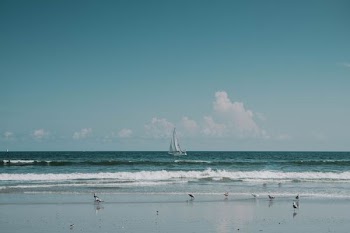 flock of birds on beach shore
