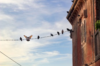 Flock of Birds on Cable Wire Near Brown Concrete Building