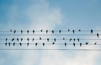flock of birds on electric wire