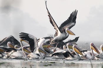 Flock Of Birds On Water