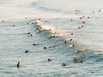 Flock of Birds on Water · Free Stock Photo