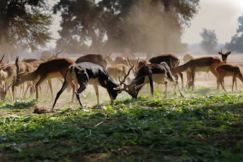 Flock of Brown Deer on Green Grass Field