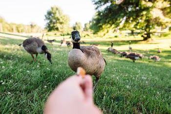 Flock of Brown Ducks on Green Grass Field Near Tree