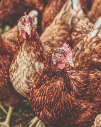 Flock Of Brown Hens
