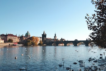 Flock of Ducks Near Bridge
