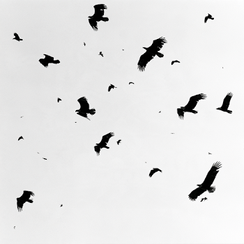 Flock of Eagles in Flight