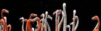 Flock of Flamingo