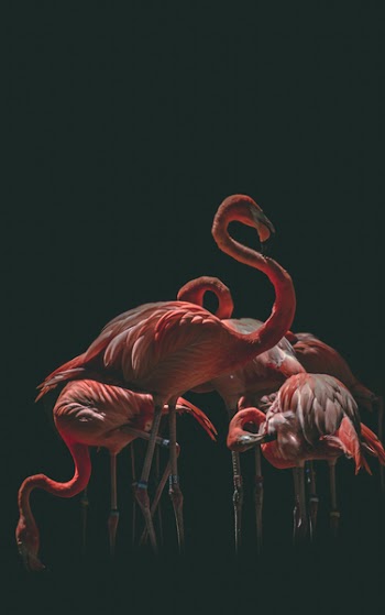 Flock of Flamingo