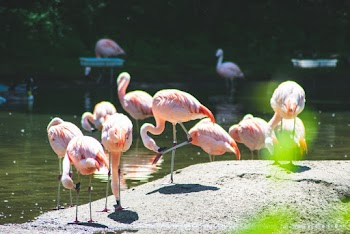 Flock of Flamingo