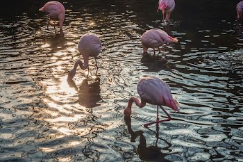 flock of flamingos drinking water
