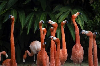 Flock of flamingos in San | Free Photo - rawpixel