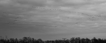 Flock of Flying Bird Formation in Grayscale Photography