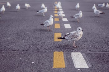 Flock of Gray-and-brown Birds on Gray Road