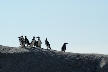 Flock of Penguins