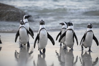 Flock of Penguins Near Sea