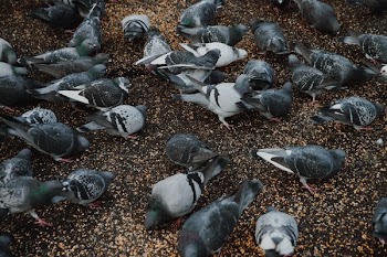 Flock Of Pigeons Feeding