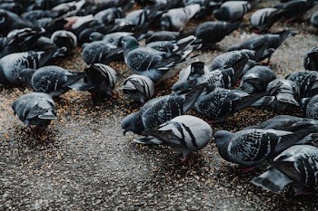 Flock Of Pigeons On Wet Concrete