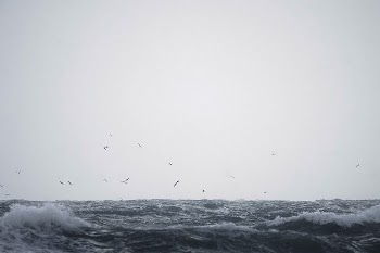 Flock of seagull flying over  | Free Photo - rawpixel