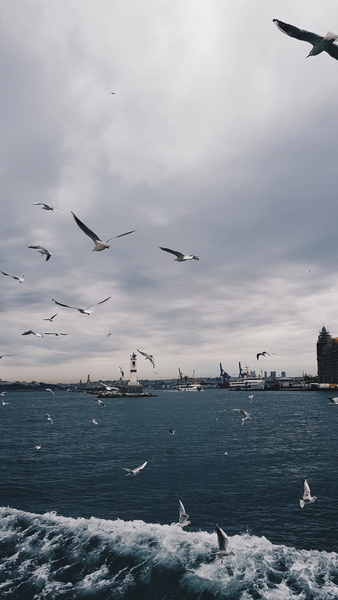 Flock of Seagulls