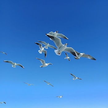 Flock of Seagulls in Clear Blue Sky