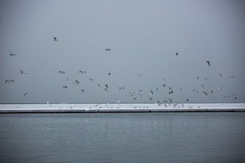 Flock Of Seagulls On Winter Water