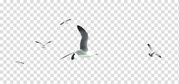 Flock of seagulls, Water bird Beak Pattern, Flock of birds transparent background PNG clipart