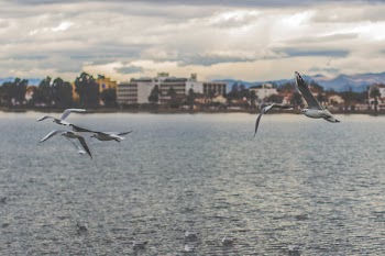 Flock of White and Black Albatross Above Sea at Daytime
