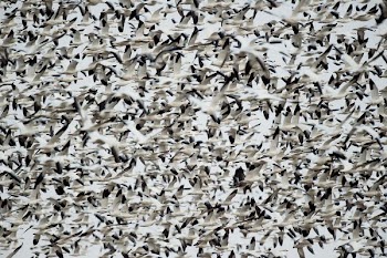 flock of white-and-black birds