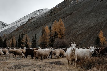 Flock of White and Black Sheeps Beside Trees