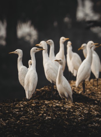 Flock of White Birds Standing on Leaves