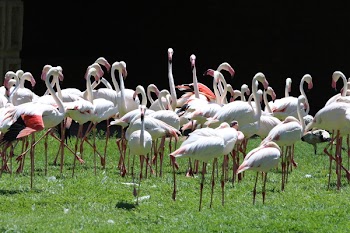 Flock of White Flamingoes