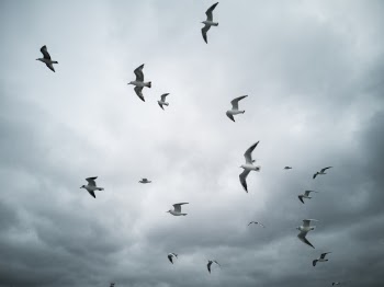 Flock of White Seagulls