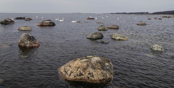 Flock of White Swans on Body of Water