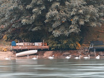Flock of White Swans on Body of Water Beside Green Trees