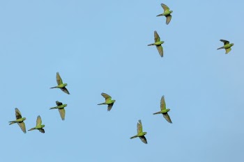 flock of yellow bird flying