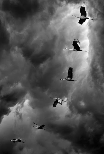 Flocks of Birds Flying Under Cloudy Sky