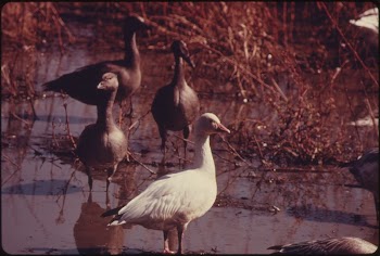 Flocks of Blue Geese and | Free Photo - rawpixel